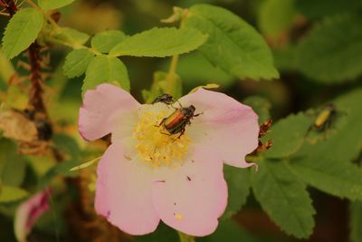 Close-up of insect on pink flower