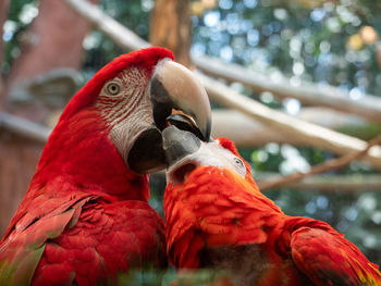 Close-up of parrot perching