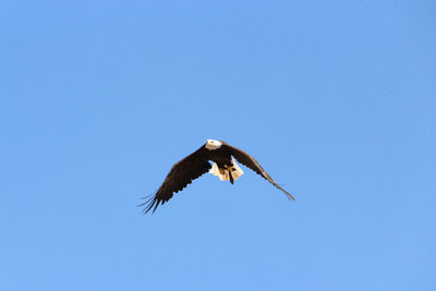 Low angle view of eagle flying in sky