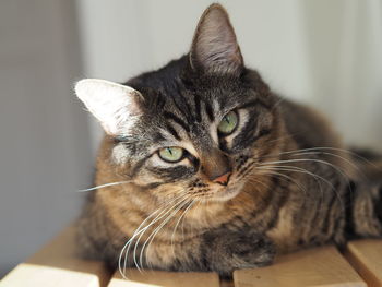 Close-up portrait of a cat