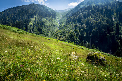 Scenic view of pine trees and mountains