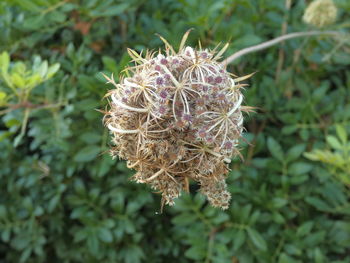 Close-up of wilted plant