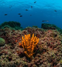 Fish swimming in sea