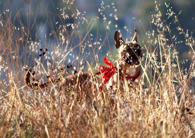 Dog on field