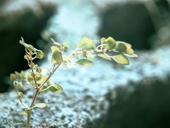 Close-up of flowering plant