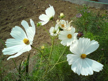 Close-up of white flowers blooming in field