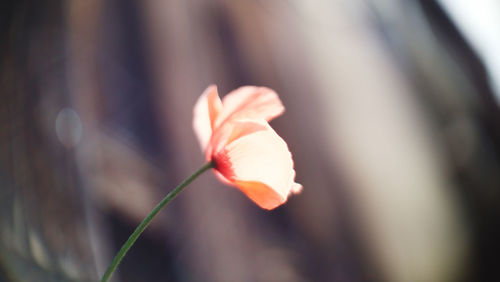 Close-up of rose flower