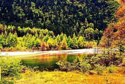 Scenic view of lake in forest