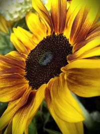 Close-up of sunflower blooming outdoors