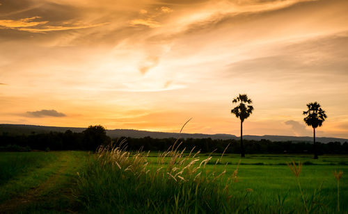 Scenic view of field against sky during sunset