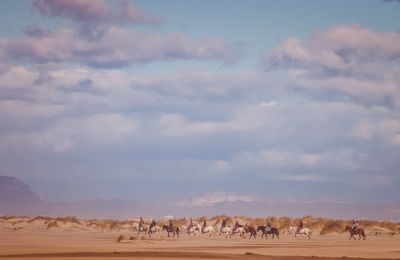 Horses on a beach