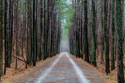 Dirt road amidst trees in forest