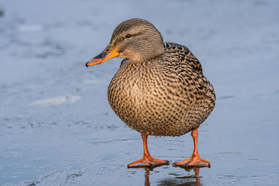 Close-up of mallard duck on the lake