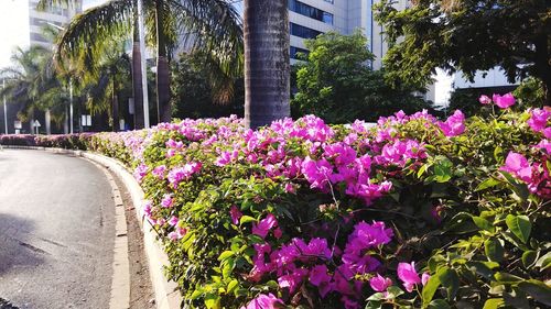 Purple flowering plants in park