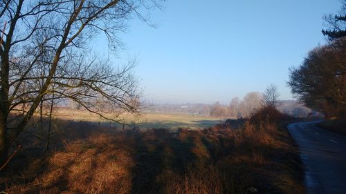 Scenic view of trees against clear sky