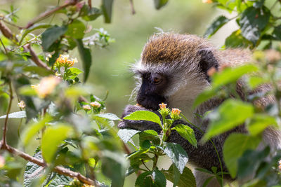 View of monkey on tree