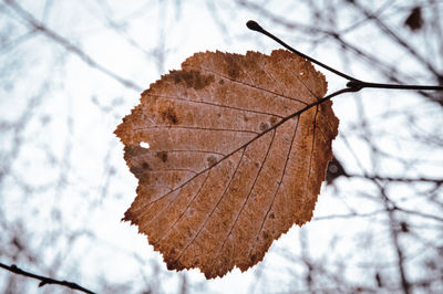Close-up of dry leaf on snow covered tree