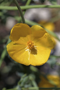 Close-up of yellow flowering plant