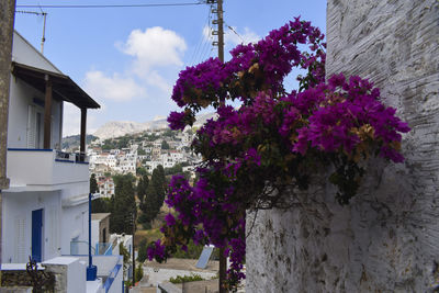 Pink flowering plant by building against sky