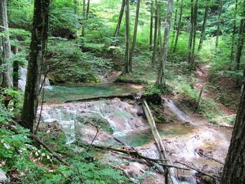 Stream amidst trees in forest