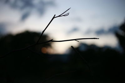 Close-up of silhouette plant on field against sky