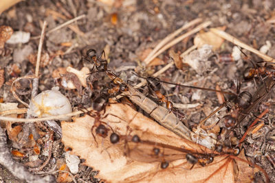 Close-up of ant on dry leaves