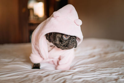 Cute french bulldog with bathrobe at home