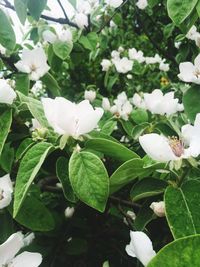 Close-up of white flowers