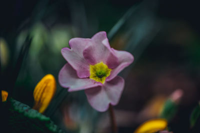 Close-up of pink flower blooming outdoors