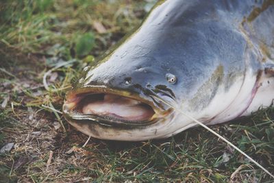 High angle view of fish on field