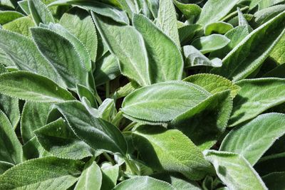 Full frame shot of green leaves