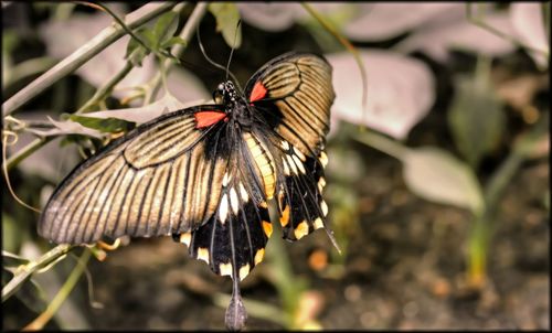 Close-up of butterfly perching on leaf