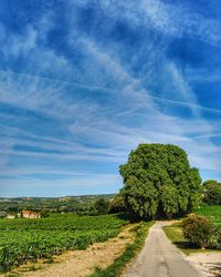 Road amidst plants and trees against sky