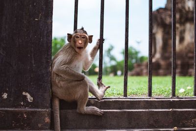 Close-up of monkey against a fence