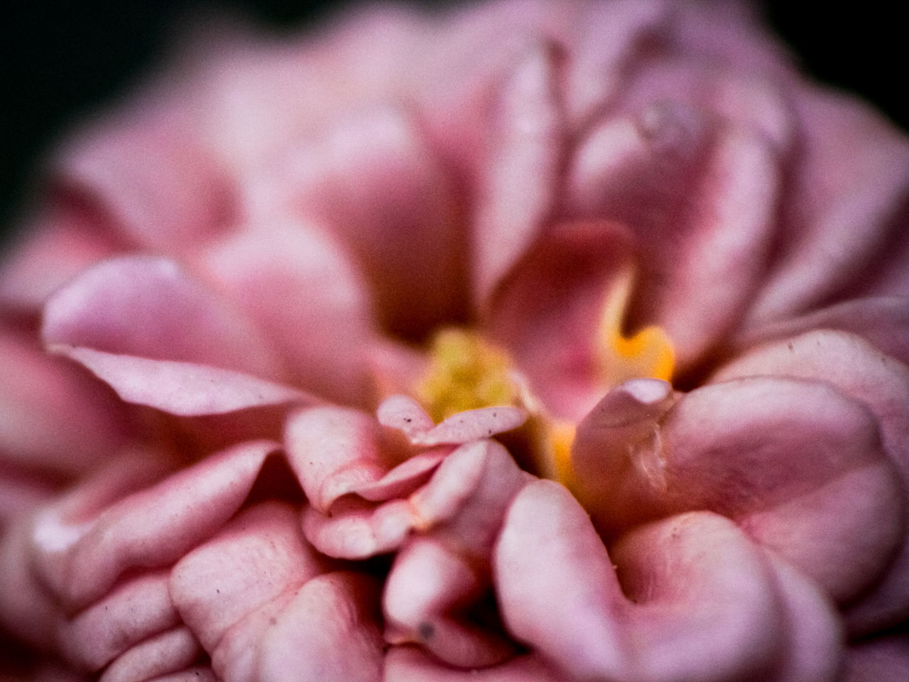 CLOSE-UP OF PINK FLOWER PLANT