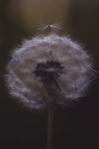 Close-up of dandelion against black background