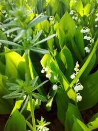 High angle view of flowering plant on field