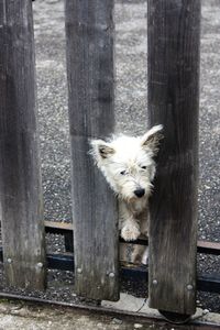 Portrait of dog on tree trunk