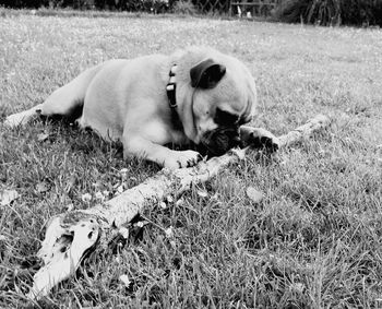 Close-up of dog lying on grass