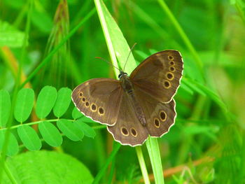 Close-up of butterfly on leaves