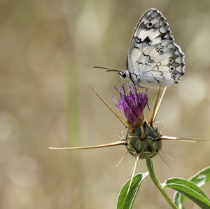 Butterfly on flower