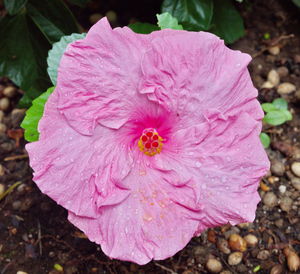 Close-up of pink rose flower