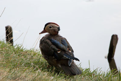 Pigeons on a field