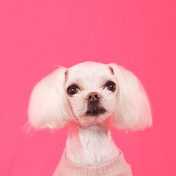 Close-up of dog against coral background