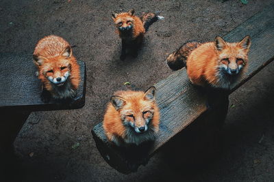 High angle view of foxes sitting on benches