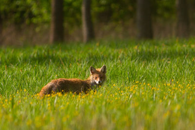 Red fox walking in meadow