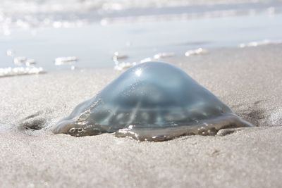 Close-up of crab on beach