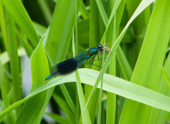 Close-up of grasshopper on leaf