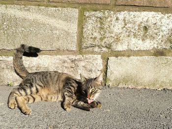 Cat lying on wall