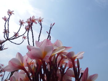 Low angle view of pink flowering plant against sky